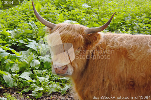 Image of Highland Cow