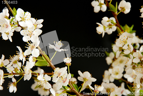 Image of Spring blossom frame