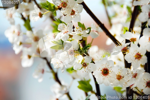 Image of Blooming plum flowers background