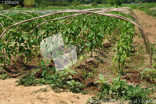 Image of Growing paprika