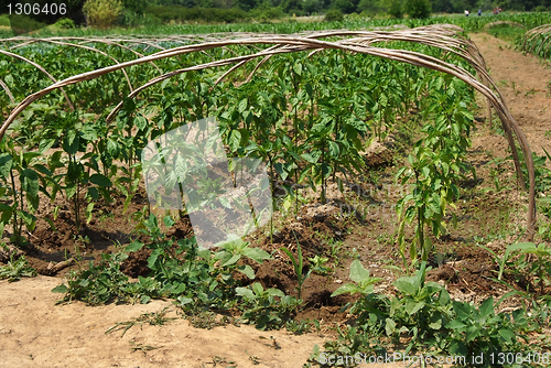 Image of Growing paprika