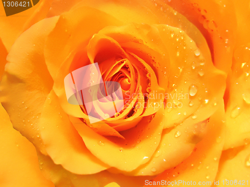 Image of rose with water drops background