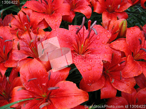 Image of red lily with raindrops