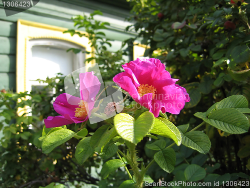 Image of beautiful flowers of a dogrose