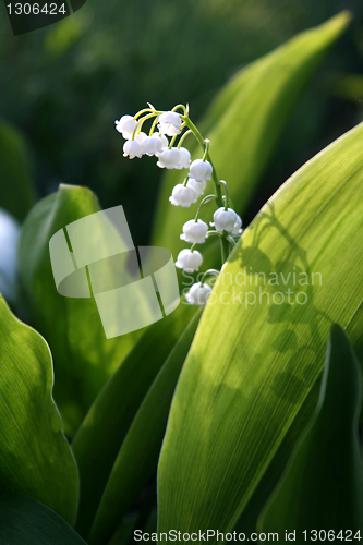 Image of blooming Lily of the valley flover