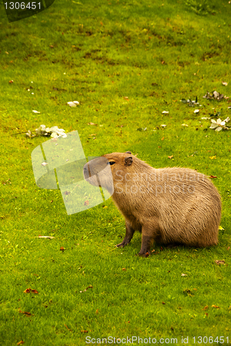 Image of Capybara