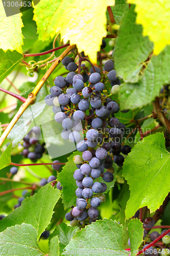 Image of branch of grapes