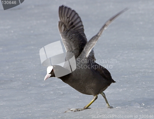 Image of Common Coot