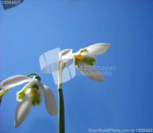 Image of Snowdrops over blue sky