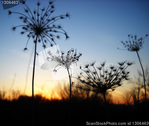 Image of Dry plants sunset