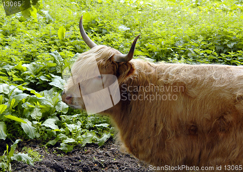 Image of Highland Cow 2