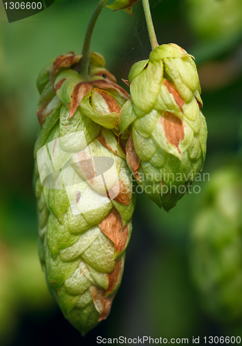 Image of Hop cone.