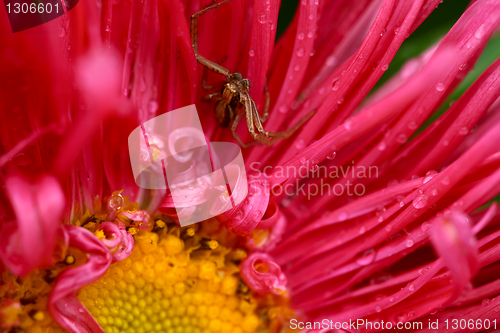 Image of Spider on the flower.