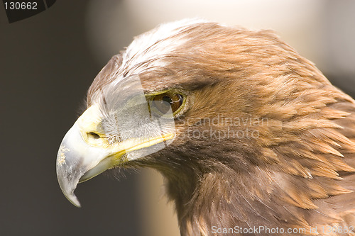 Image of Eagle Golden