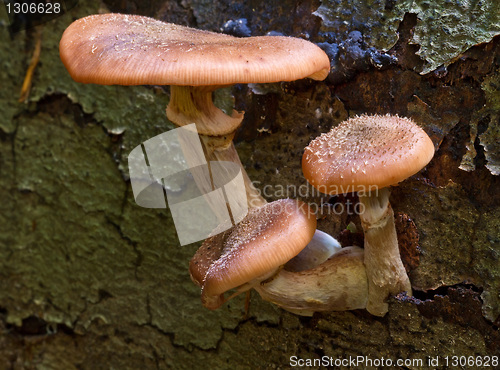 Image of Seta, Mushroom