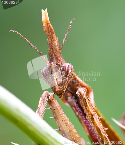 Image of Empusa Pennata