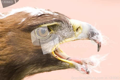 Image of Golden eagle feed