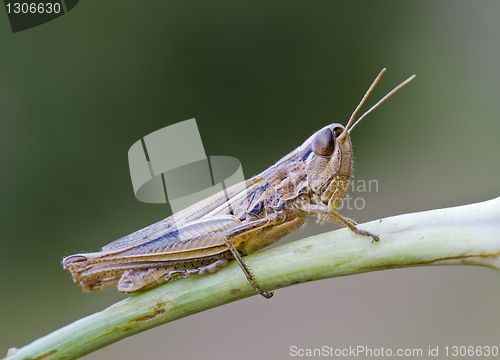 Image of grasshopper