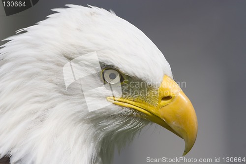 Image of Bald eagle close-up