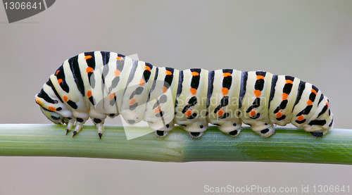 Image of Papilio machaon