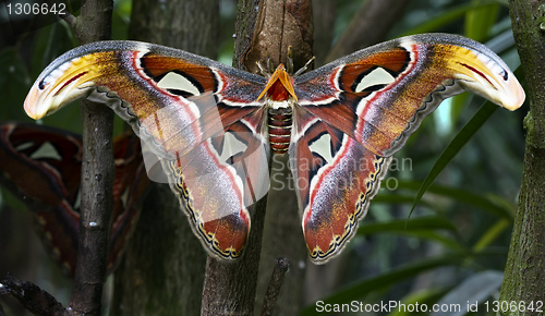 Image of Attacus atlas