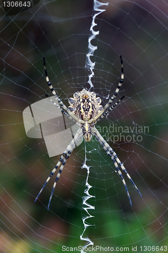 Image of Argiope lobata