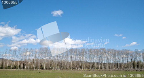 Image of Paisaje de arboleda 