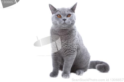 Image of British blue cat  on isolated white 