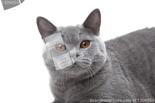 Image of British blue cat  on isolated white 