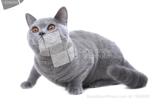 Image of British blue cat  on isolated white 