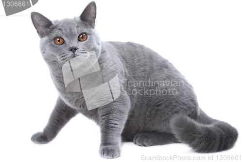 Image of British blue cat  on isolated white 