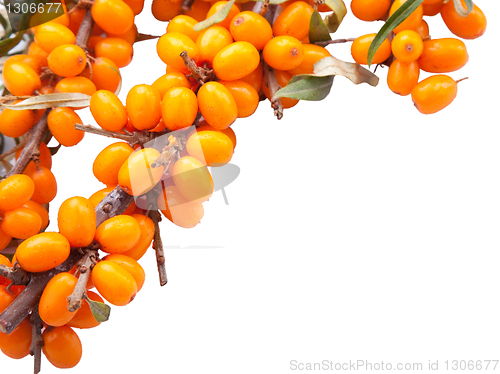 Image of branch of sea-buckthorn berries