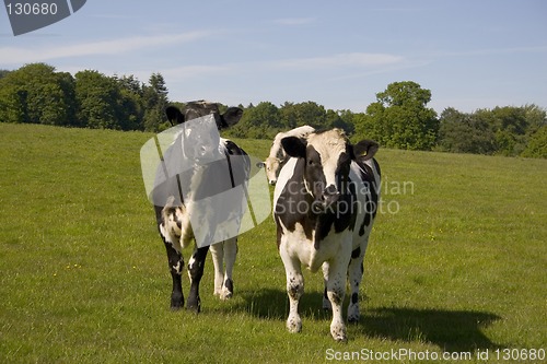 Image of Cows