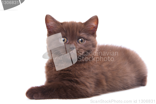 Image of chestnut British kitten lying on isolated white