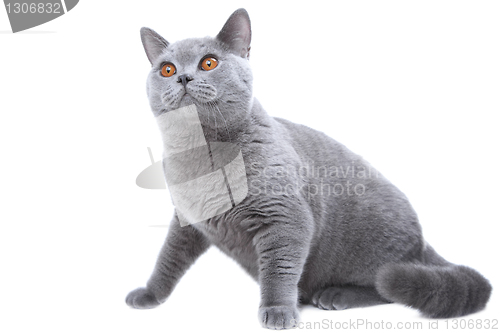 Image of British blue cat on isolated white 