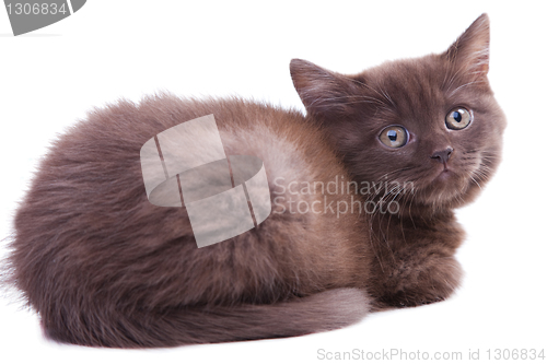 Image of chestnut British kitten lying on isolated white