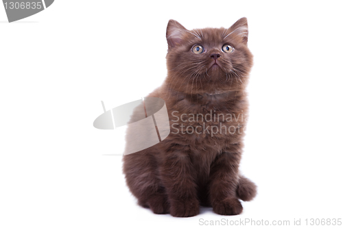 Image of chestnut British kitten lying on isolated white