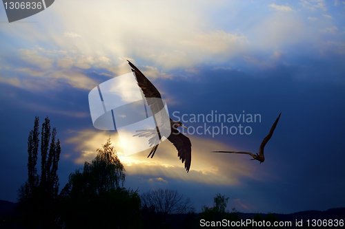 Image of Birds in the sunset