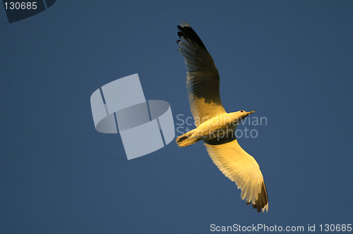 Image of Seagull