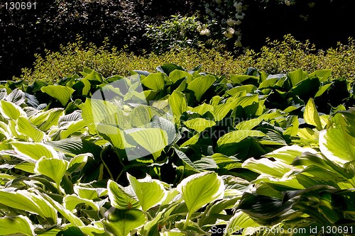 Image of Hosta