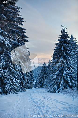 Image of winter forest in mountains