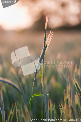 Image of close up of wheat on sunset