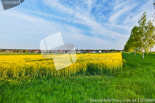 Image of A summer landscape
