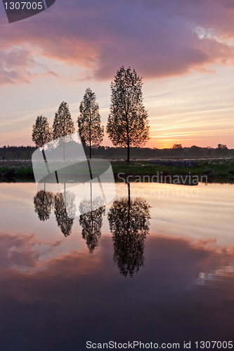 Image of Leafless tree near lake on sunset