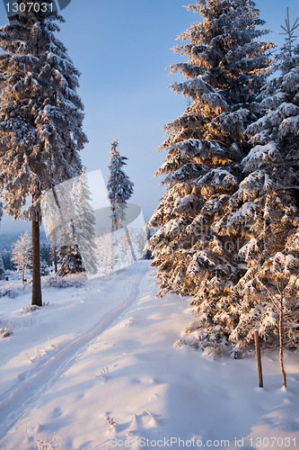 Image of winter forest in mountains