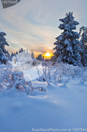 Image of winter forest in Harz mountains, Germany