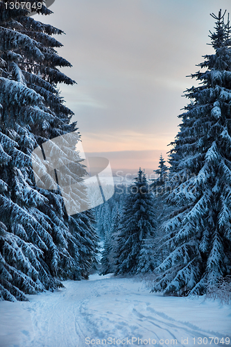 Image of winter forest in mountains