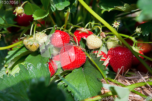 Image of Closeup of fresh organic strawberries