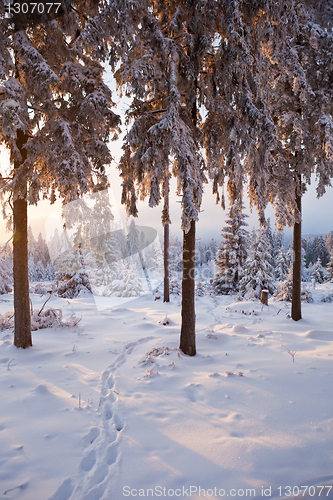 Image of winter forest in mountains