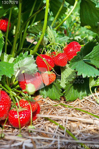 Image of Closeup of fresh organic strawberries